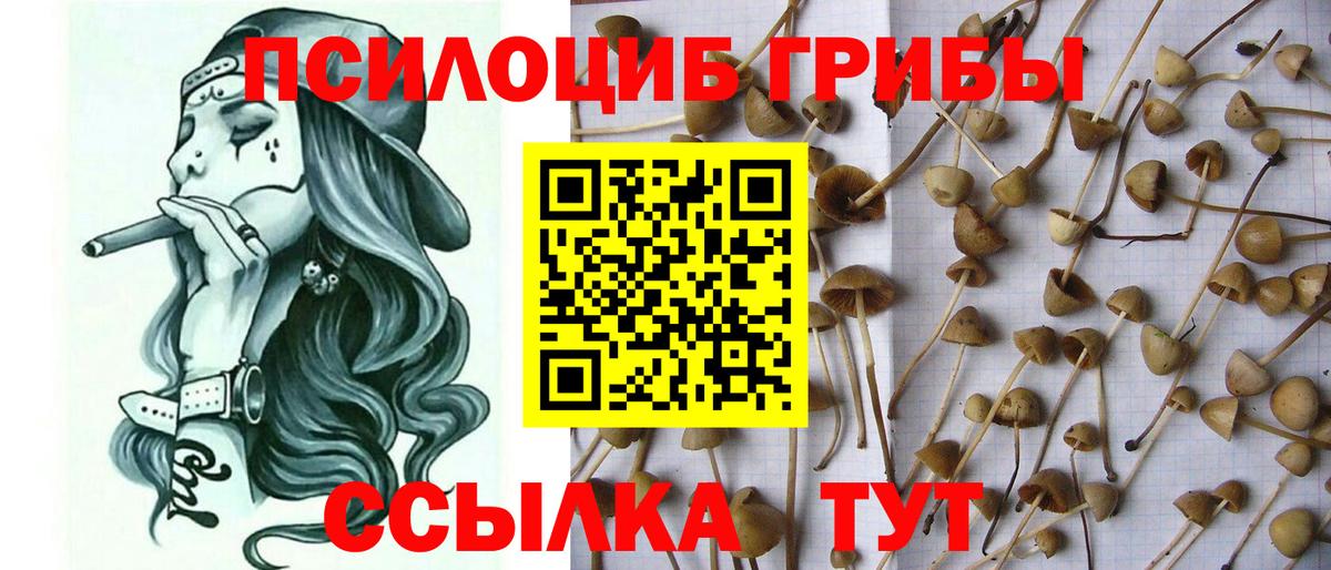 Кудымкар  Псилоцибиновые грибы Psilocybine cubensis  Вход с VPN 